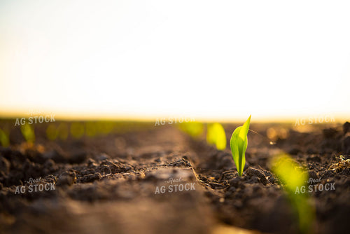 Corn Emerges from Ground 136000
