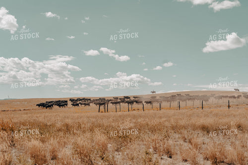Moving Cattle on Horseback 58177