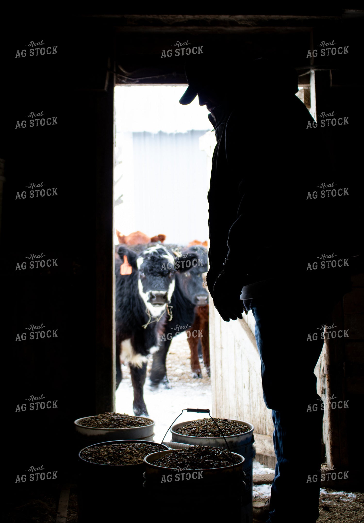 Feeding Cattle 214059