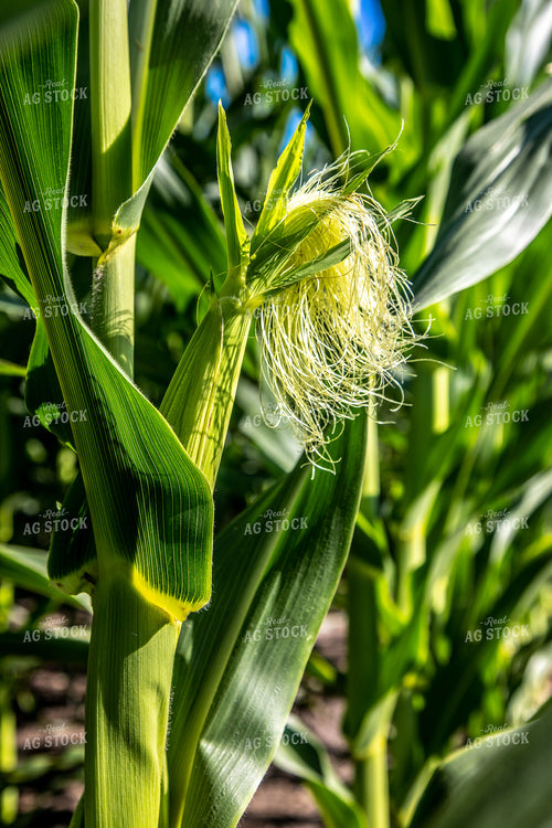 Corn Silk 250136