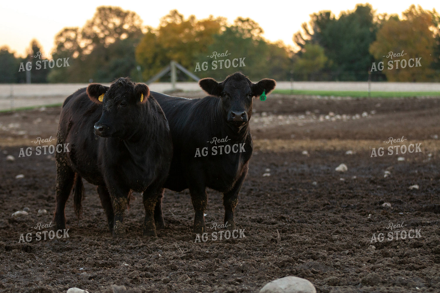 Black Angus Cattle 157247