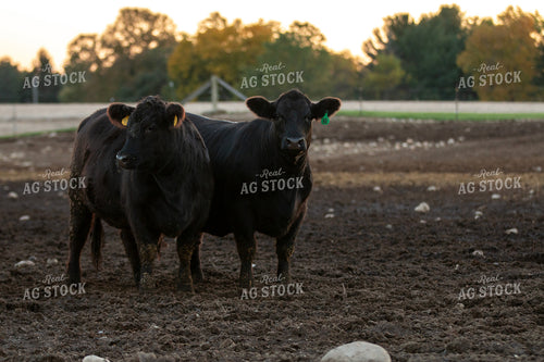 Black Angus Cattle 157247