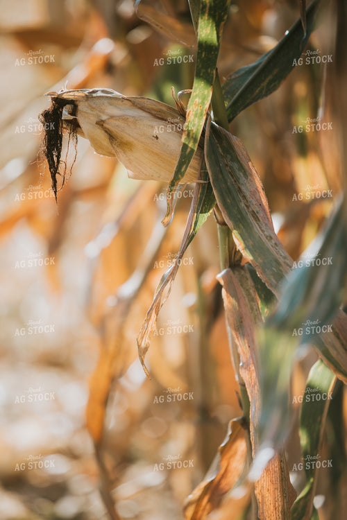 Dried Corn in Field 4733