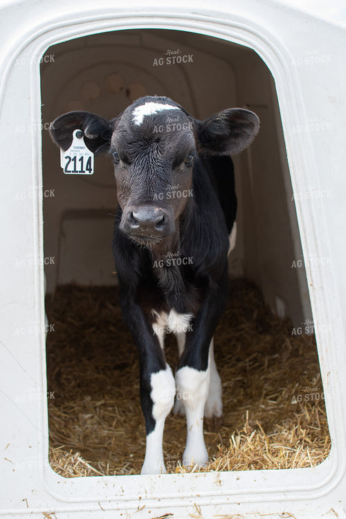 Holstein Calf in Hutch  50358