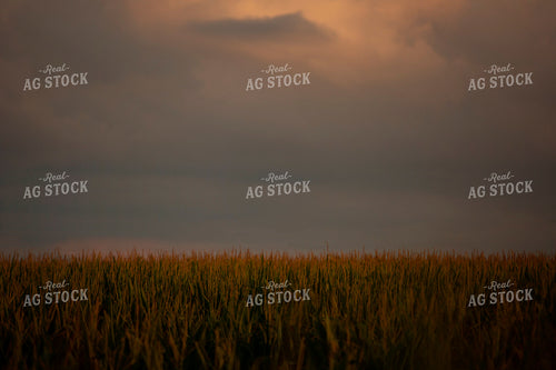 Corn - Mid-Season 2291