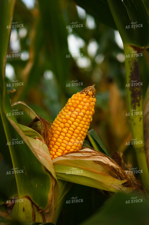 Semidried Corn Ear 191246