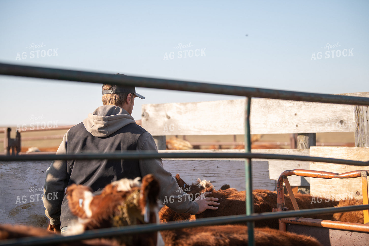Ranchers Working Cattle 212146