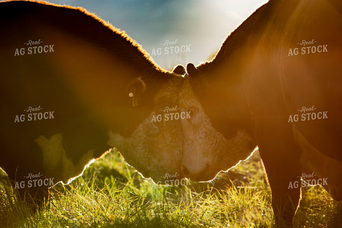 Hereford Cows Butting Heads 81077