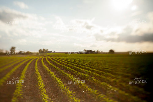 Corn - Mid-Season 1221