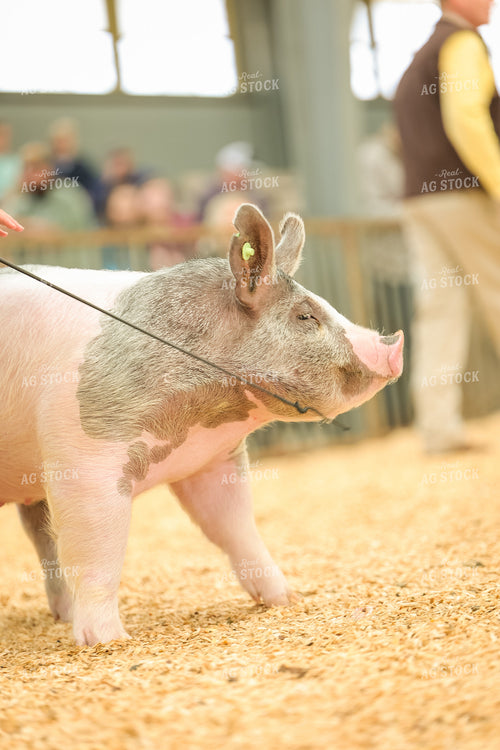 Showing Pigs 52311