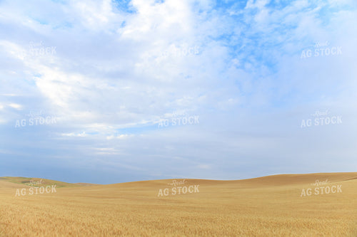 Wheat Field 129039