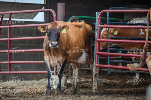 Jersey Dairy Cows 270576