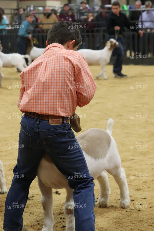 Showing Goats 102062