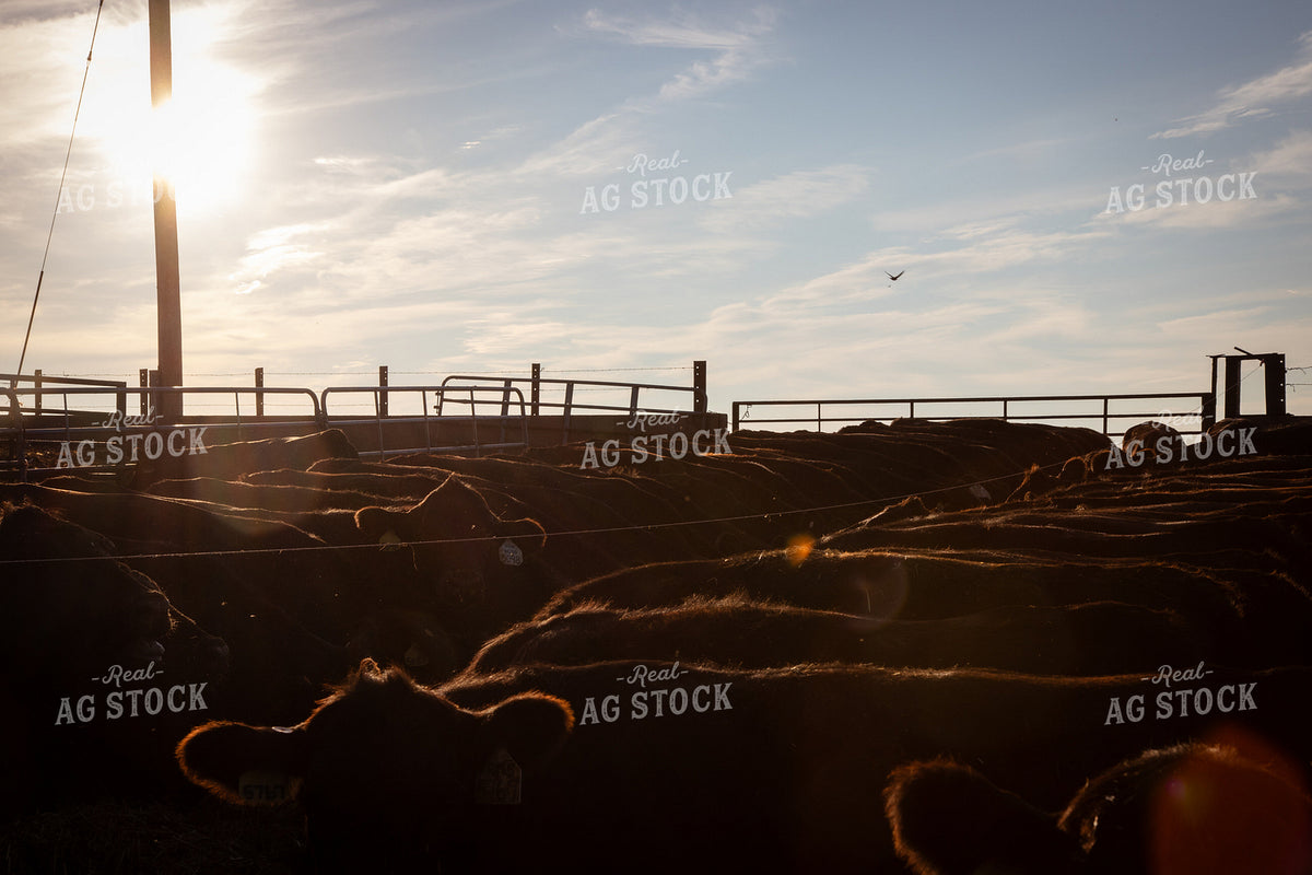 Cattle Lined Up at Feed Bunk 268396