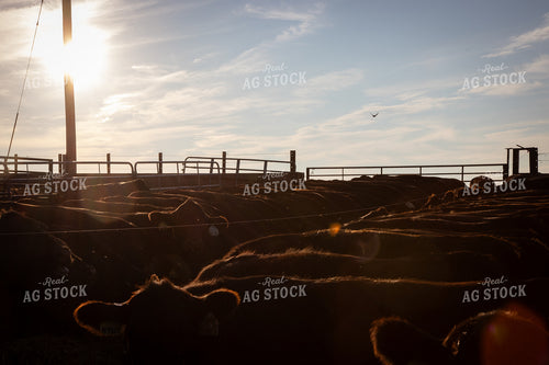 Cattle Lined Up at Feed Bunk 268396