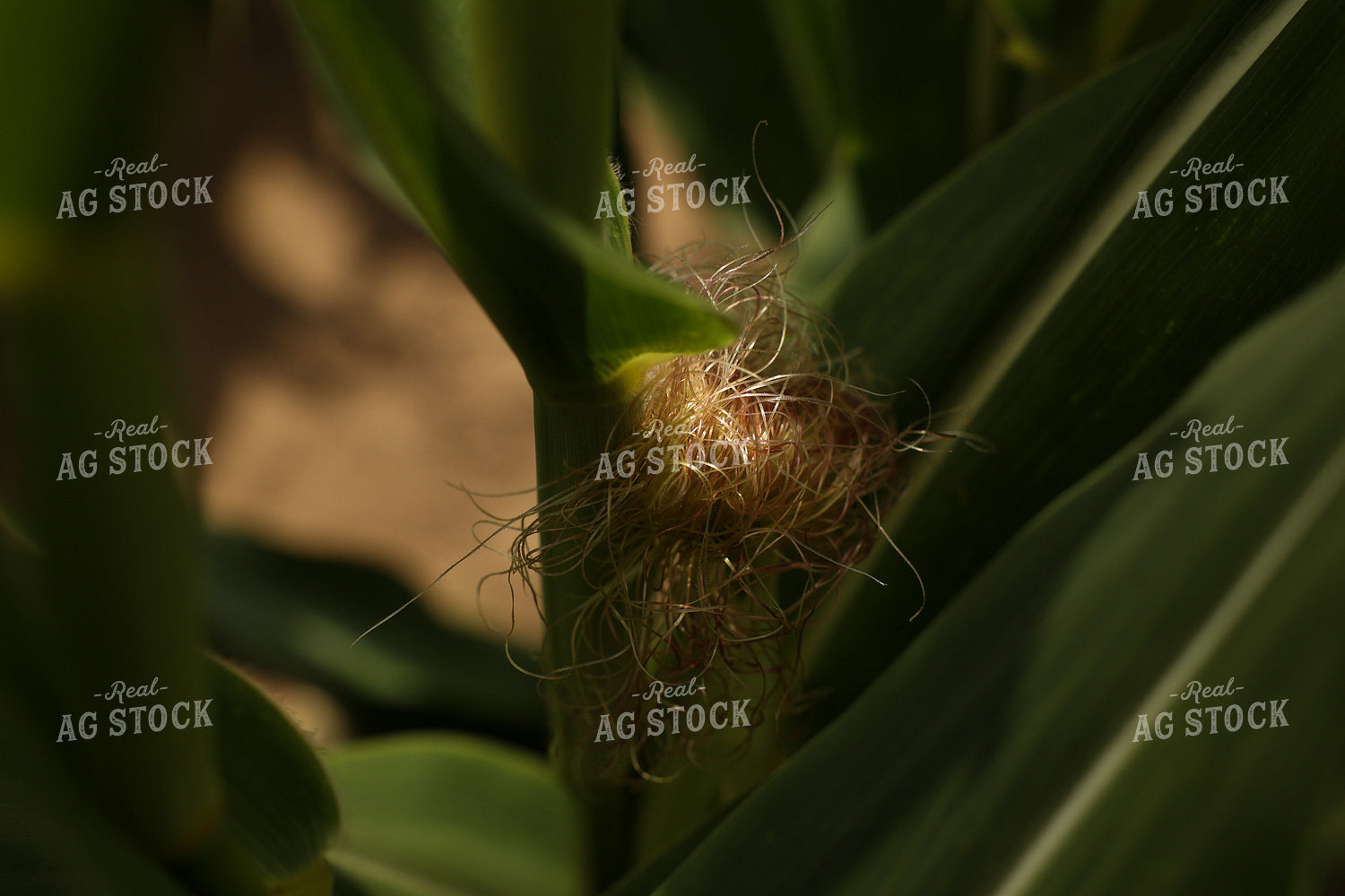 Corn Silks 104002