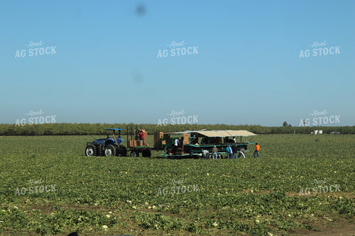 Harvesting Melons 102134