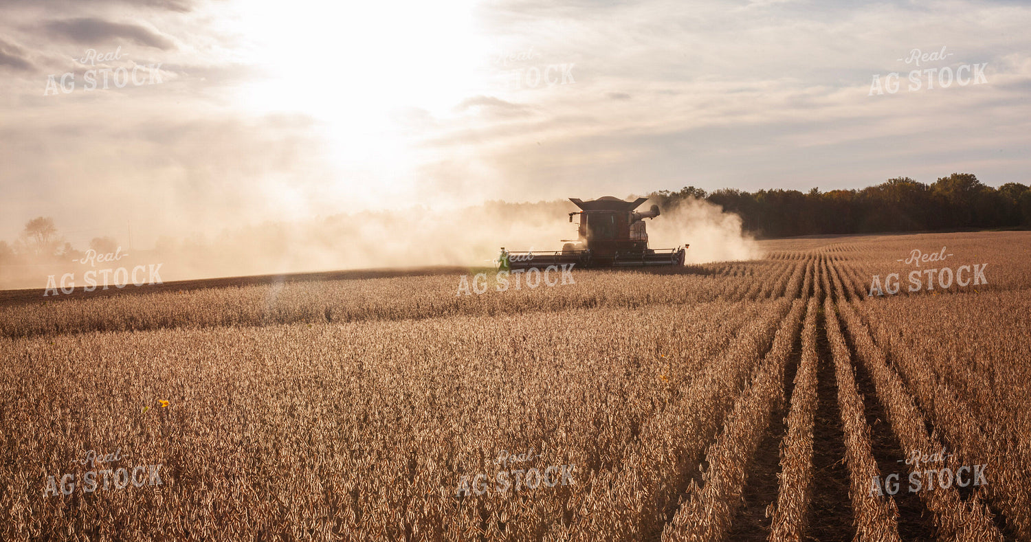 Soybean Harvest 132096