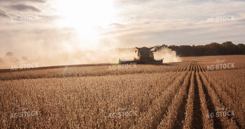 Soybean Harvest 132096