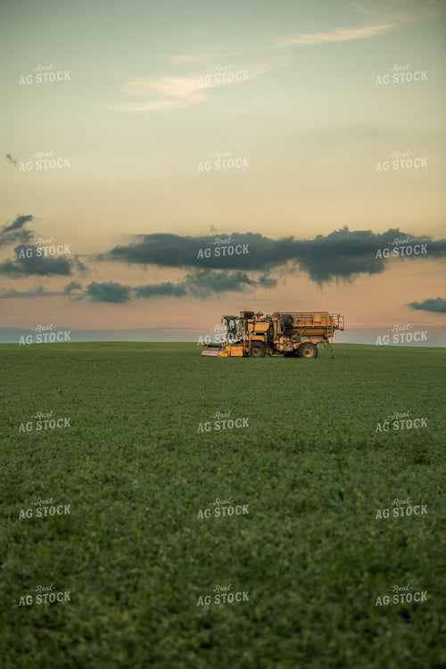 Harvesting Peas 76209