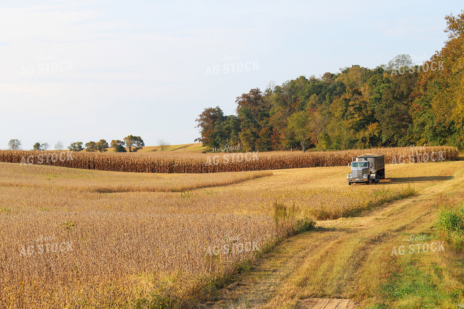 Soybean Harvest 52006