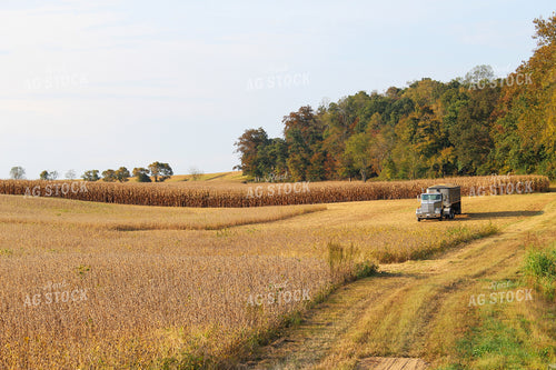 Soybean Harvest 52006