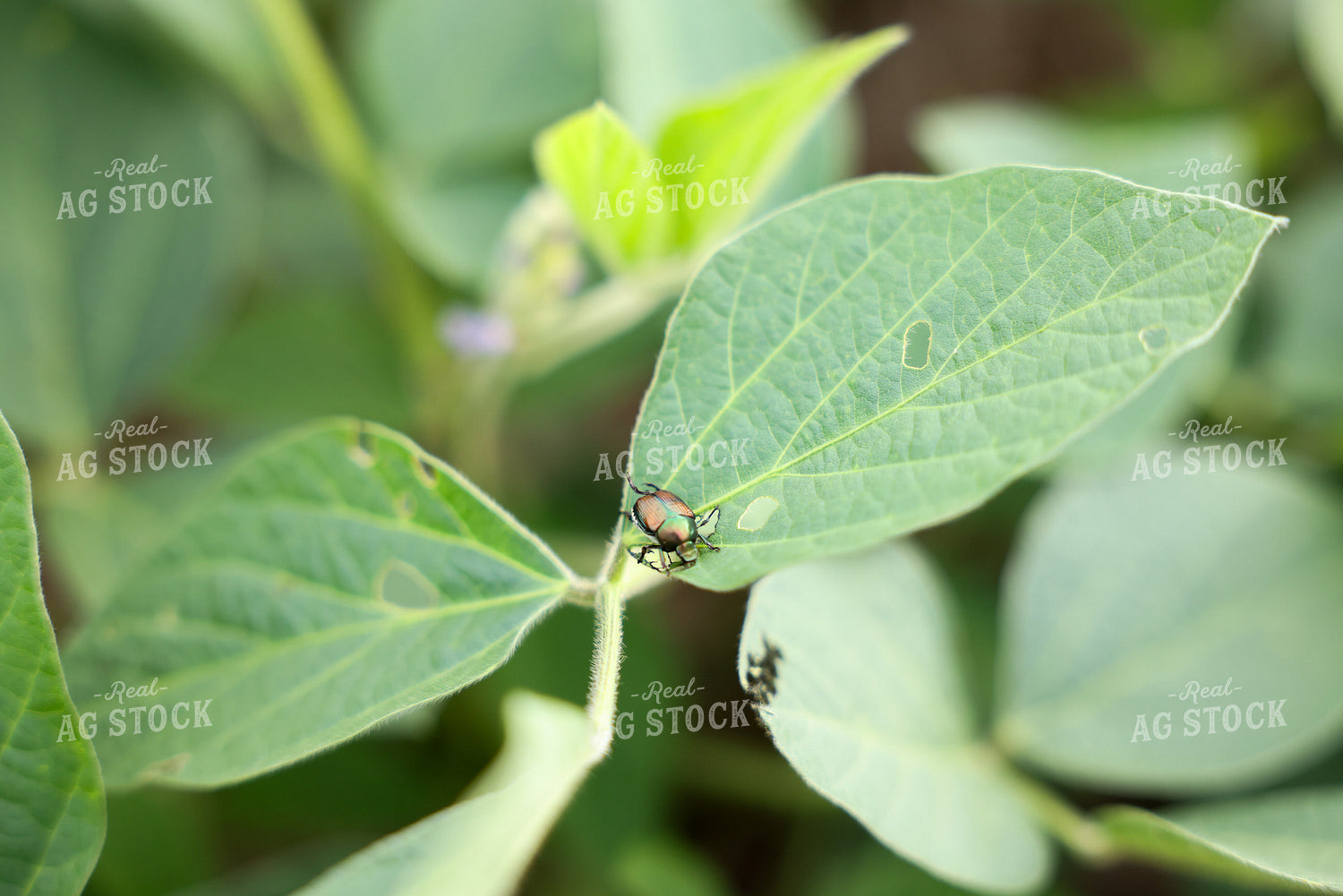 Japanese Beetle on Soybean Leaf 178152