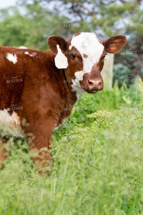 Calf in Grassy Pasture 50080