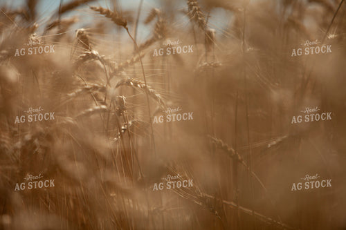 Wheat 2173
