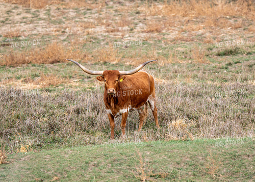 Longhorn Cattle 193001