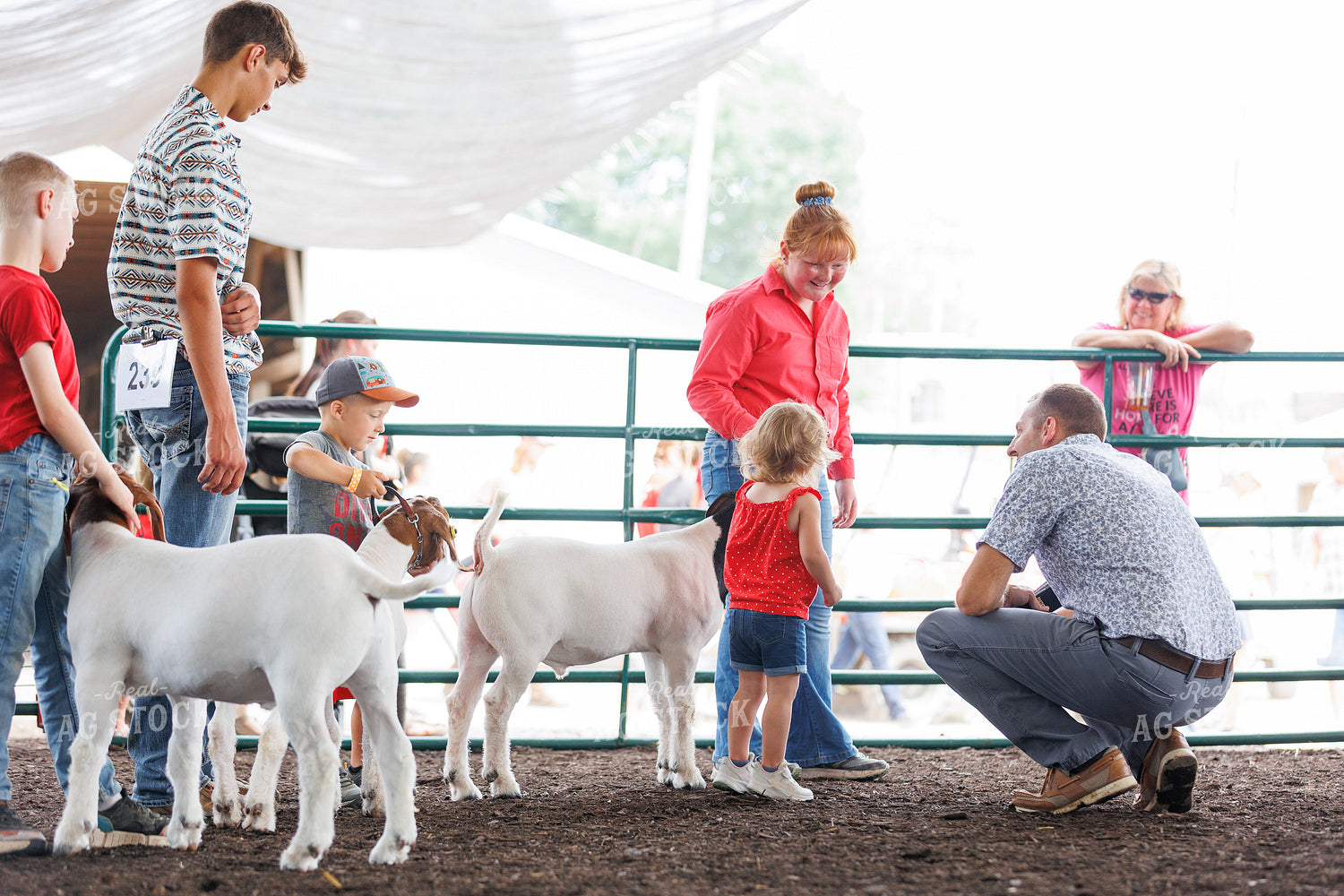 Showing Goats 52764