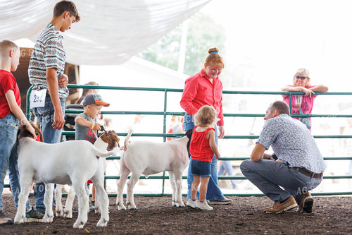 Showing Goats 52764