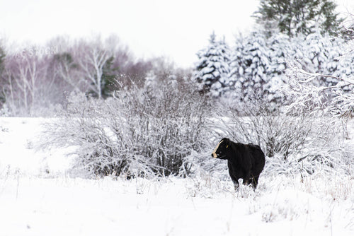 Black Baldy Cow in Snowy Pasture 96000