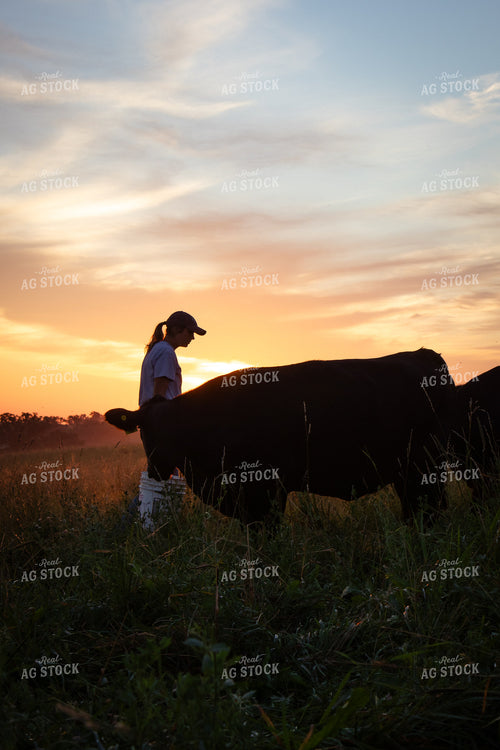 Checking Cattle on Pasture 268361