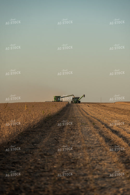 Soybean Harvest 274022
