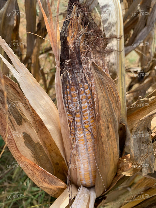 Corn Ear with Mold and Fungus Damage 84204