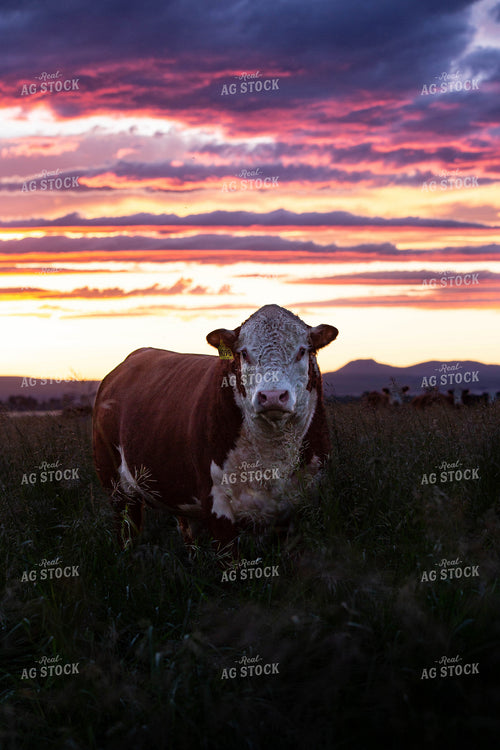 Hereford Cow in Pasture 81099