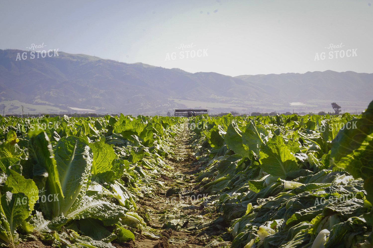 Sugar Beets 148023