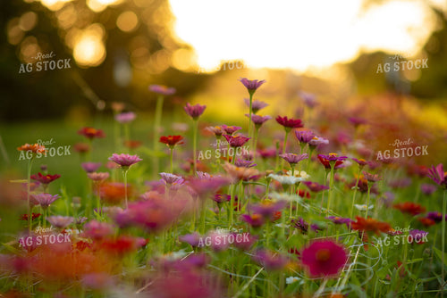 Zinnias 136238