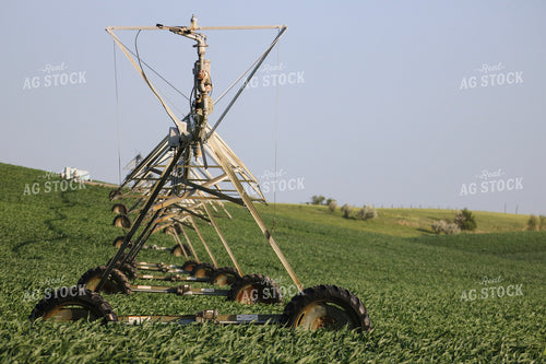 Pivot Irrigation in Corn Field 82308