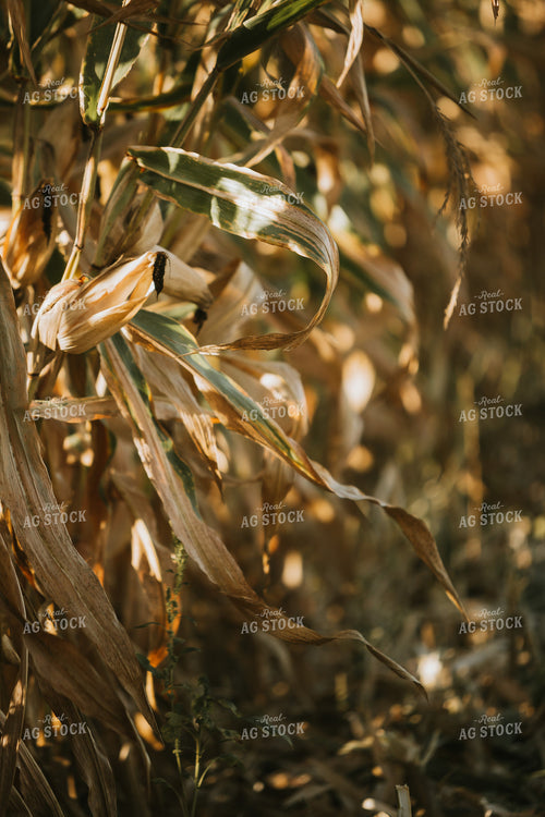 Dried Corn in Field 4731