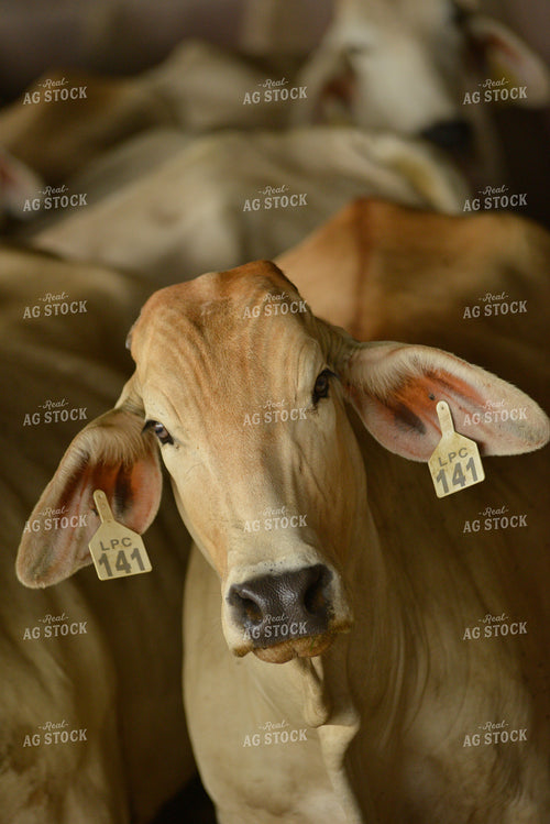 Brahman Cow 110034