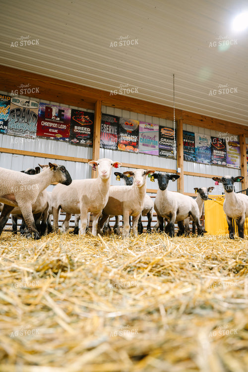 Show Sheep 269016