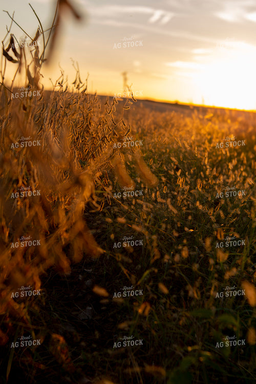 Soybeans - Dry 1545