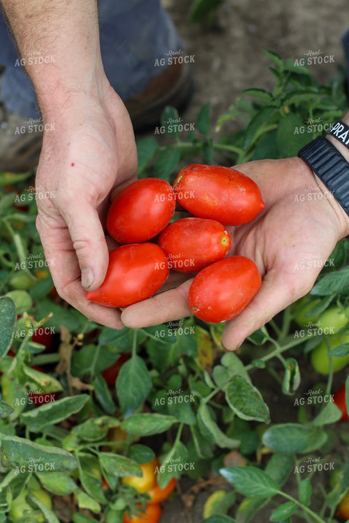 Handful of Tomatoes 109008