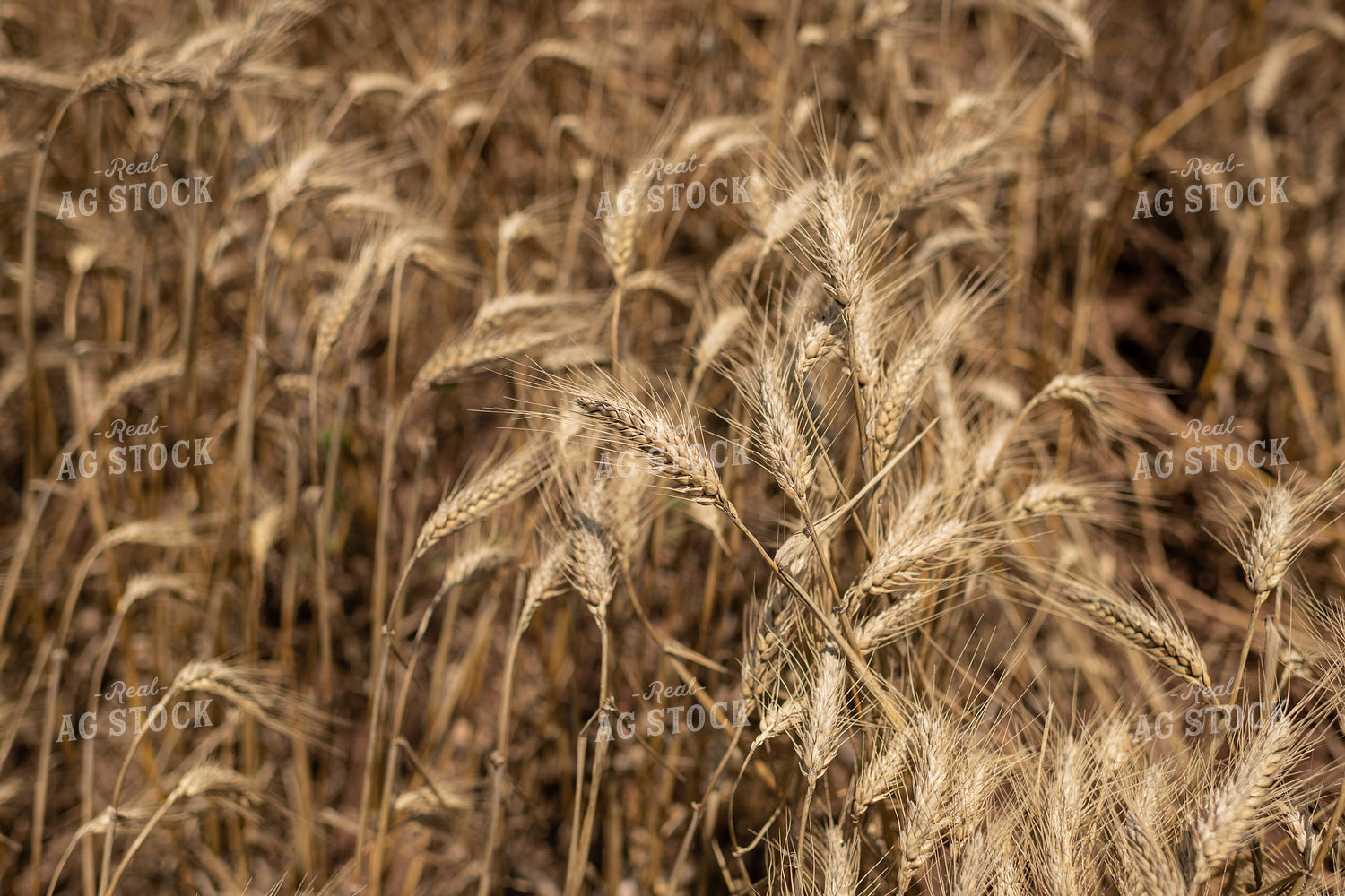 Wheat 59105