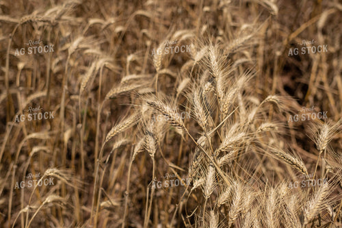 Wheat 59105