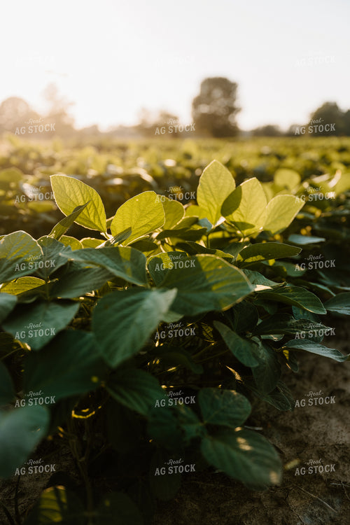 Soybeans 125296