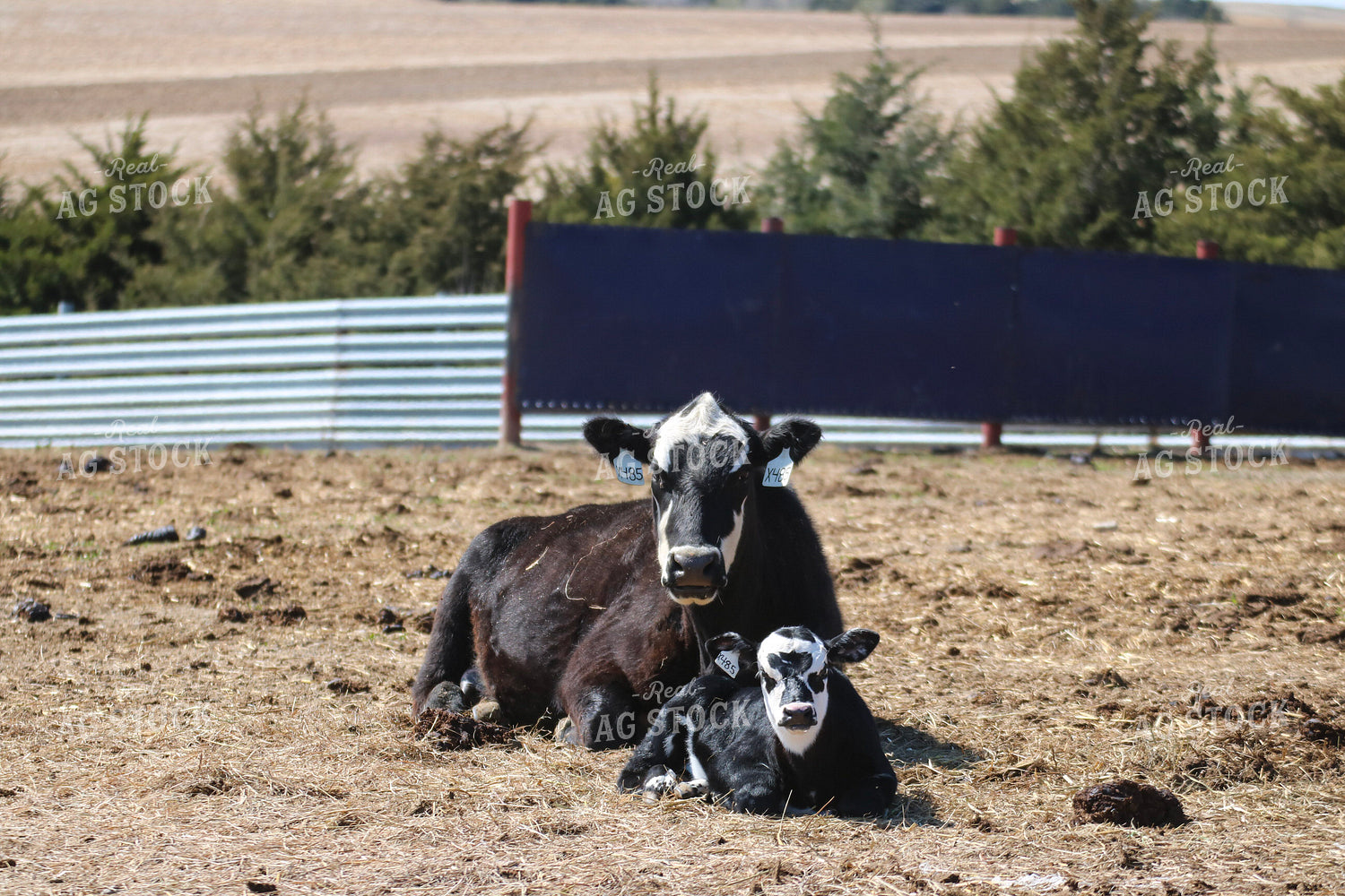 Black Baldy Cow Calf Pair 82428