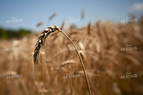 Wheat 2160